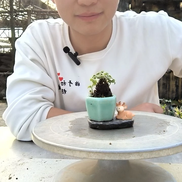 延****哥小盆景小植物一物一拍409