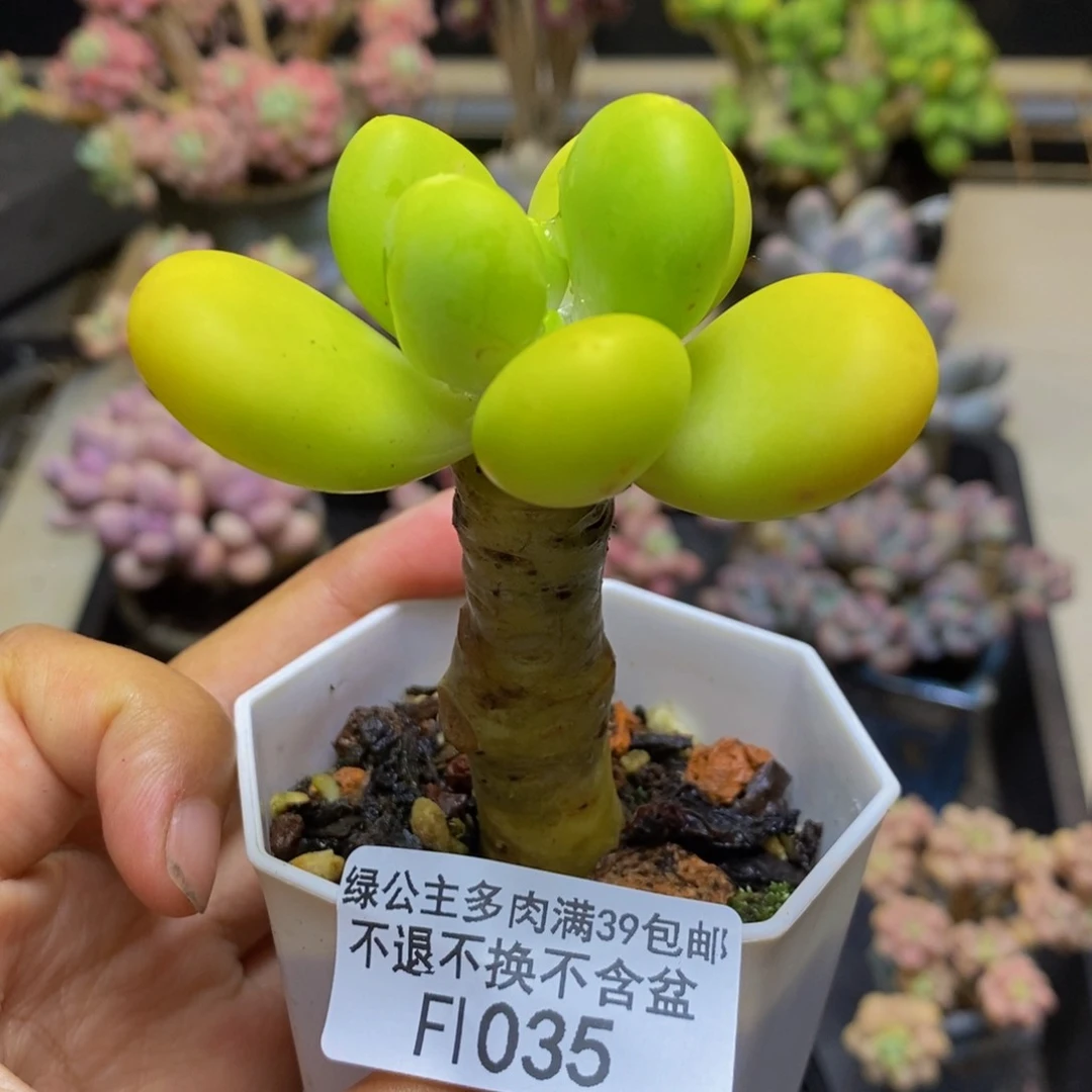 035金蟾多肉肉5c m
