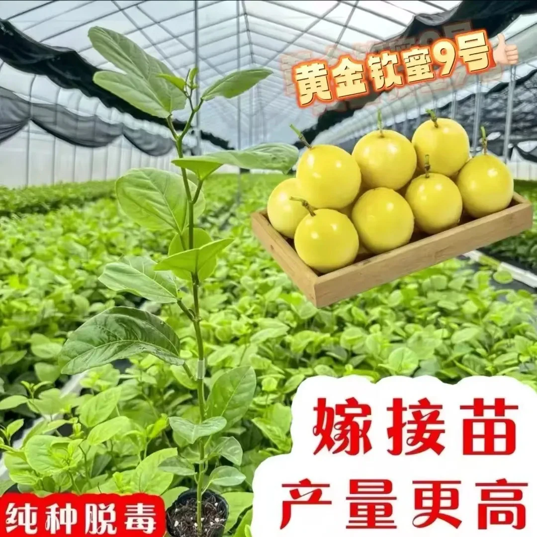 广西钦蜜9号黄金百香树苗嫁接苗当年结果百香果树苗四季爬藤种植