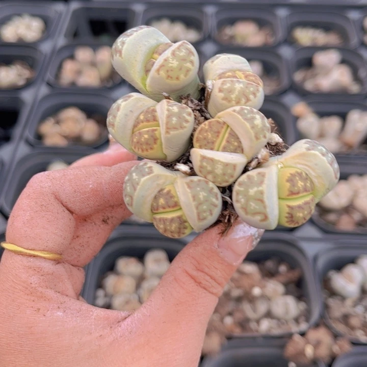 100盆群00000000000000