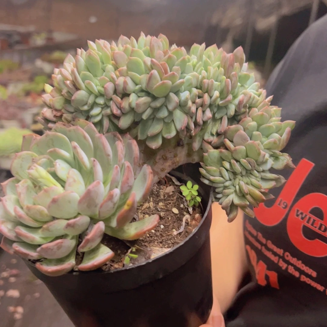 玛瑙缀整装整板子大盆