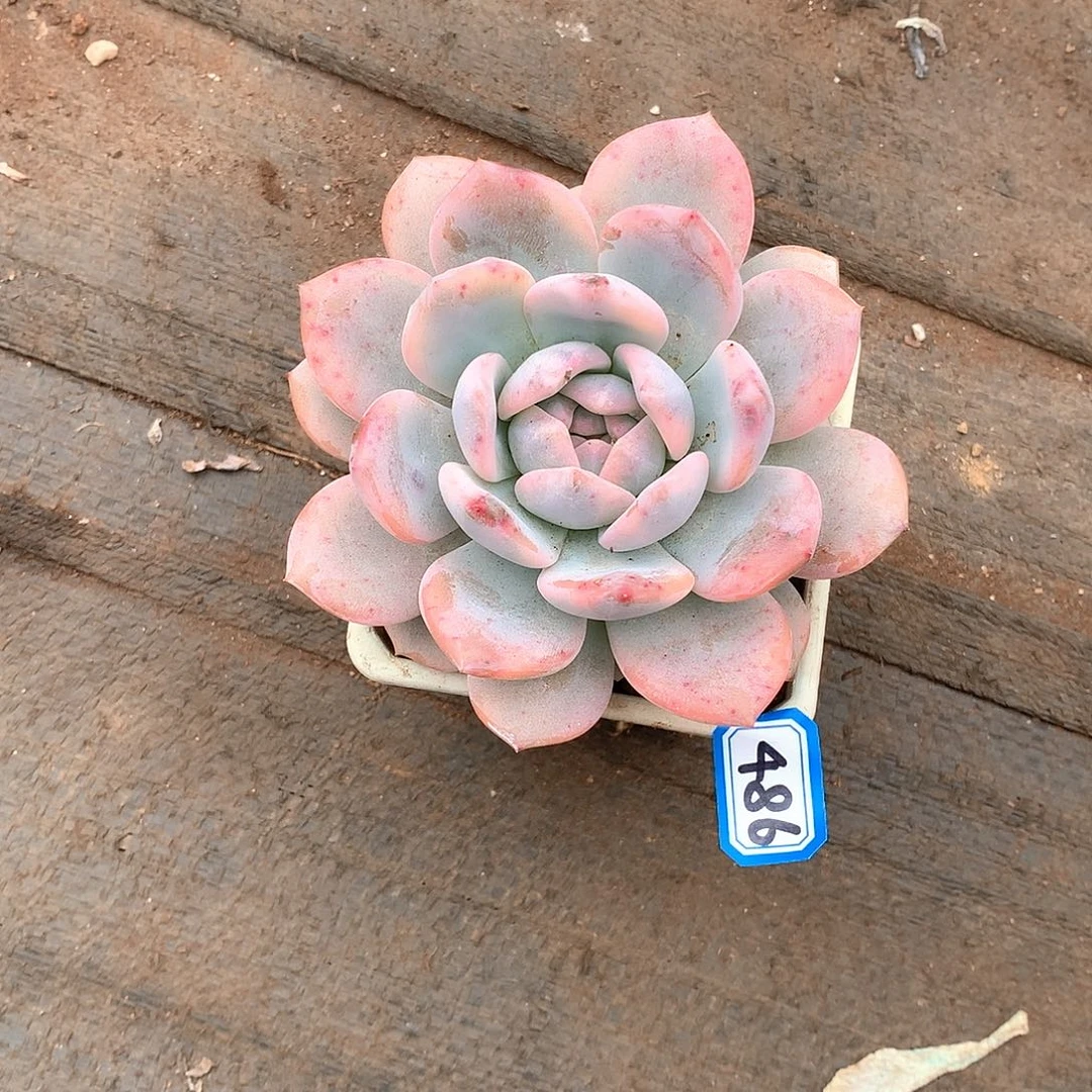 486橙子一物一拍多肉