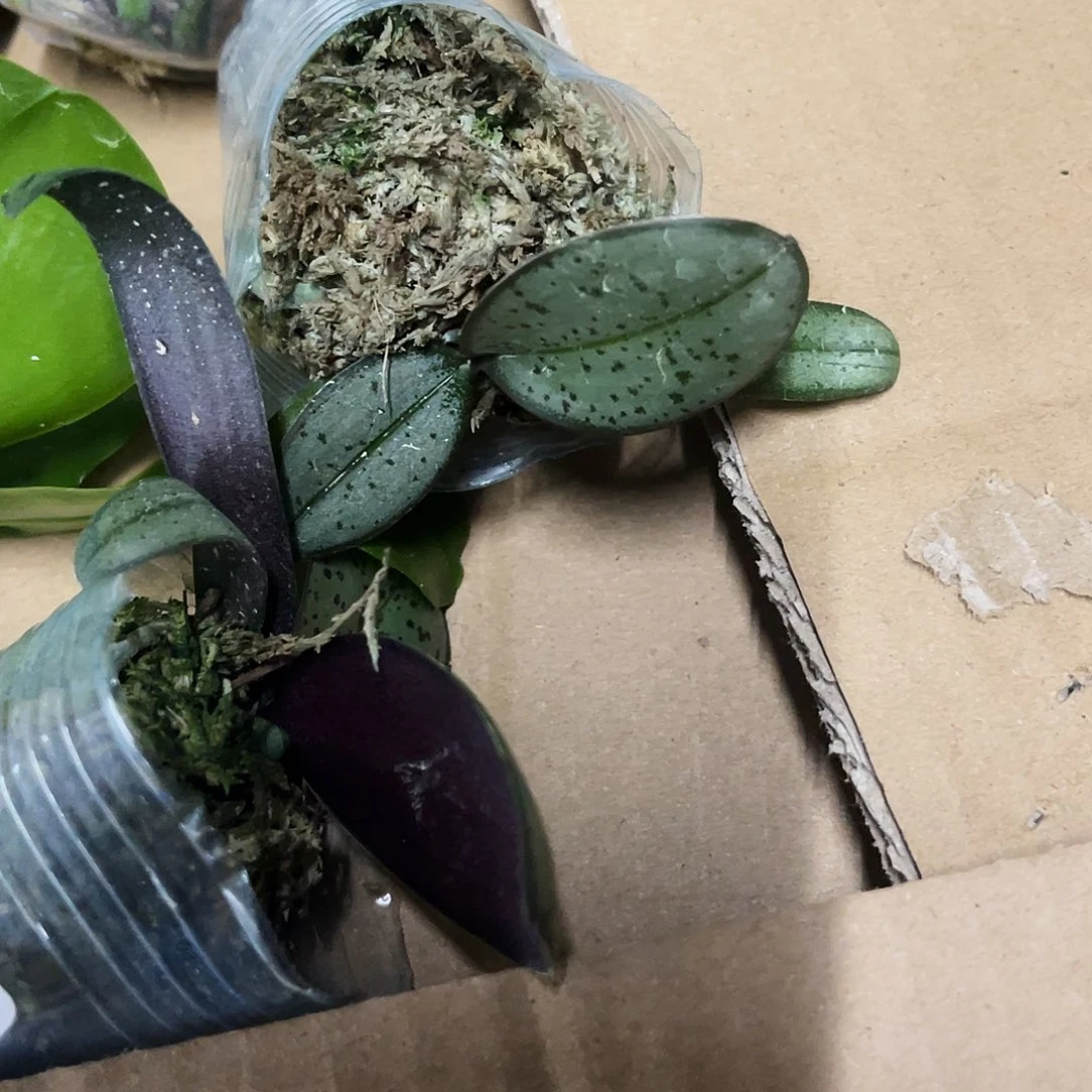 当前无花栽培后可以开花彼*岸小西1.7