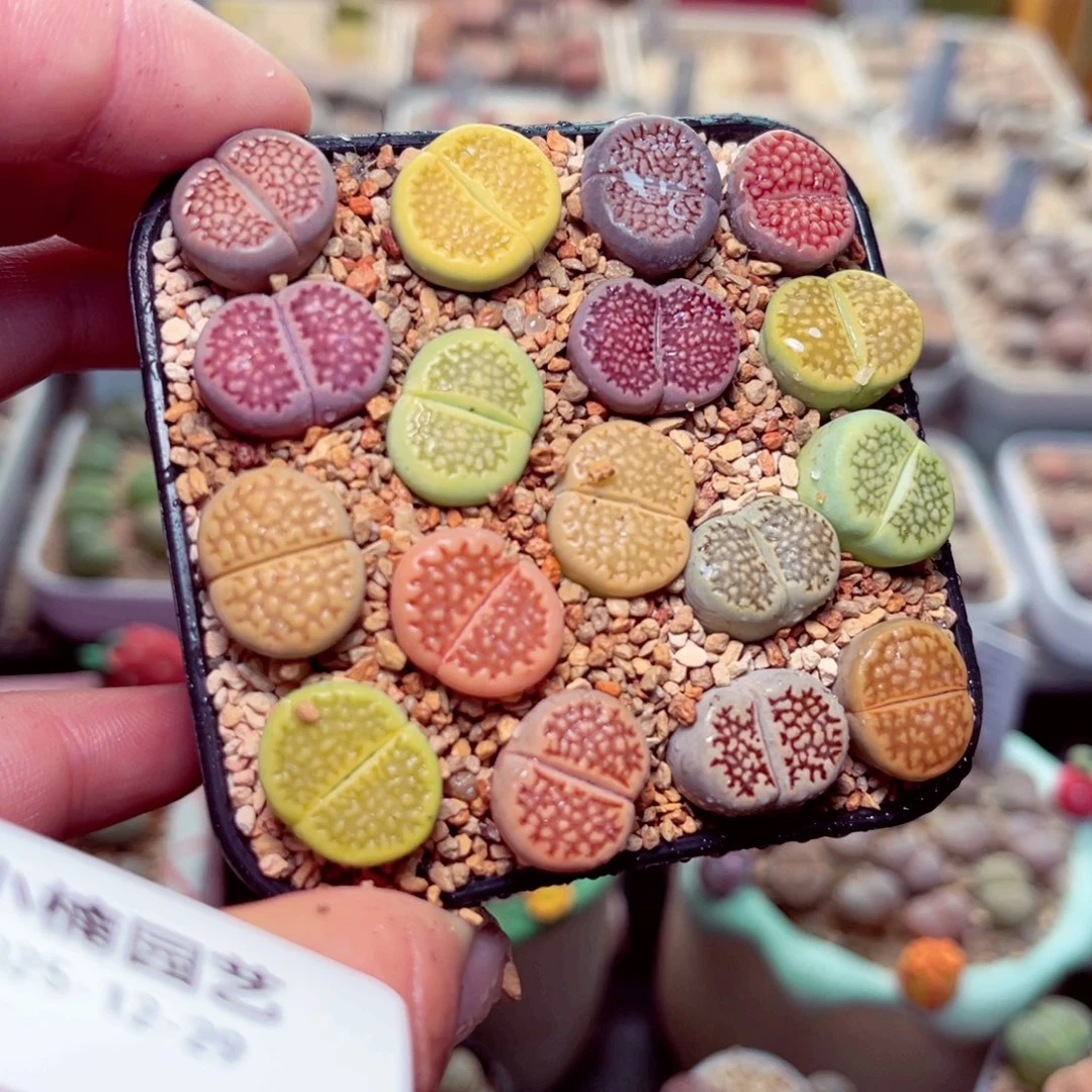 94号带盆盆包邮发货