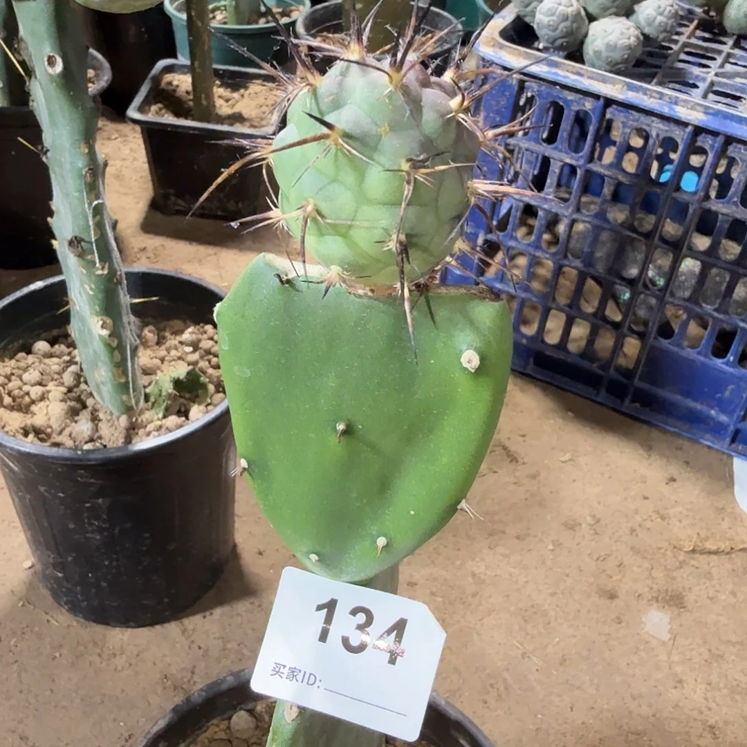 苗接原地黑强刺习志野134