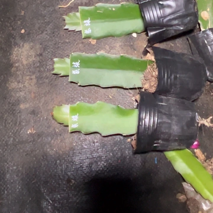 紫蝶嫁接单片小苗一颗60