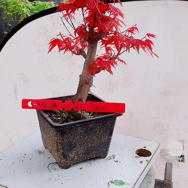 完全开放枫树星星