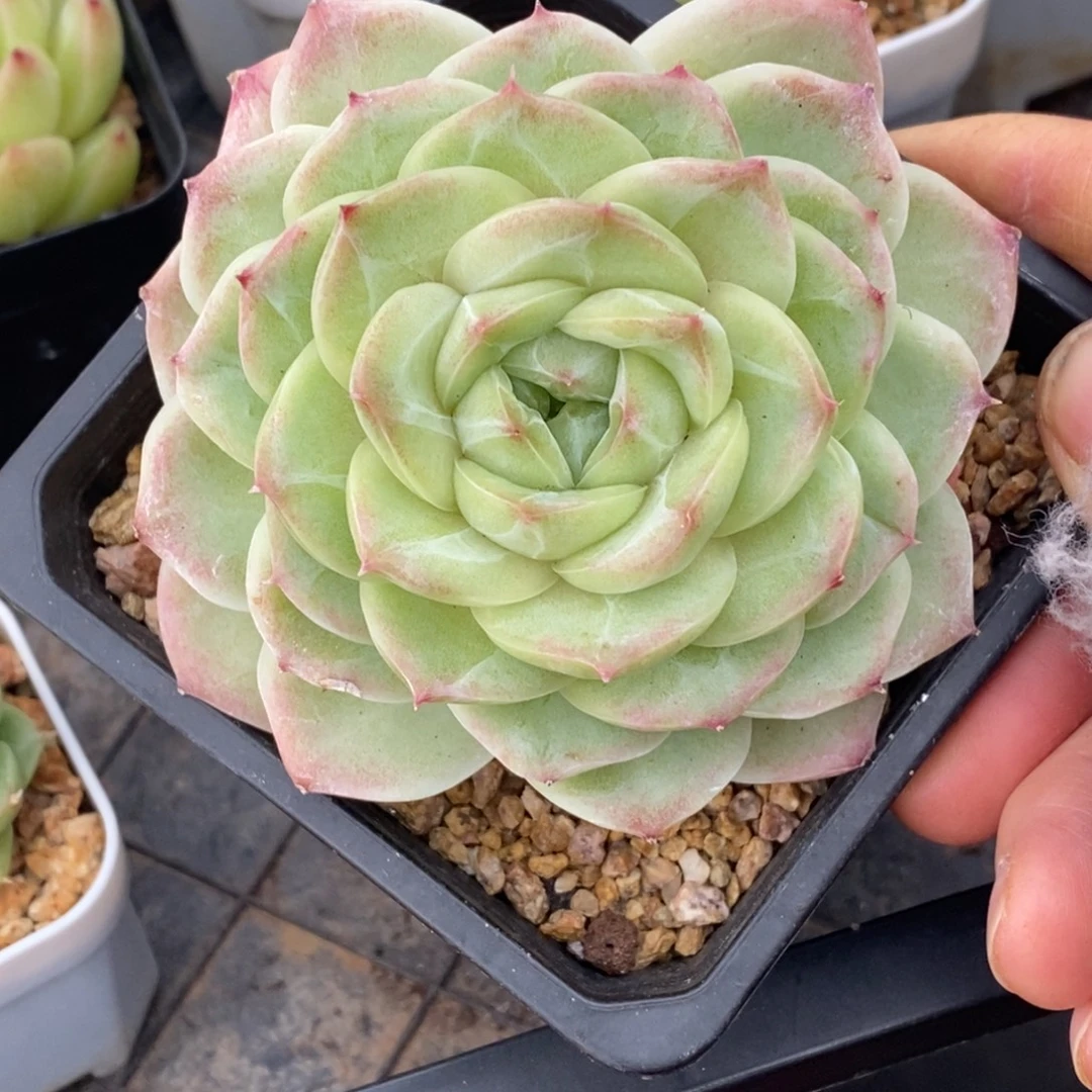 精品多肉一物一拍不包整440