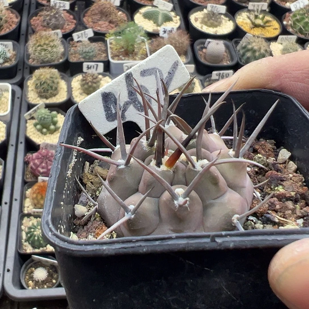 462守金摩天龙实生