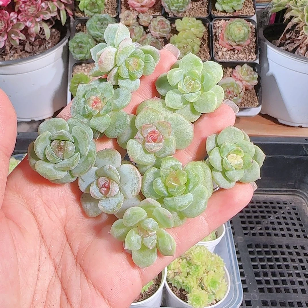 0628-,-53糖心珍妮2-3cm