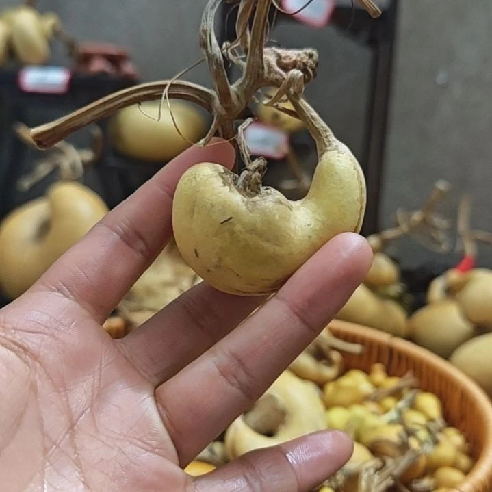 A***云葫芦葫芦葫芦葫芦