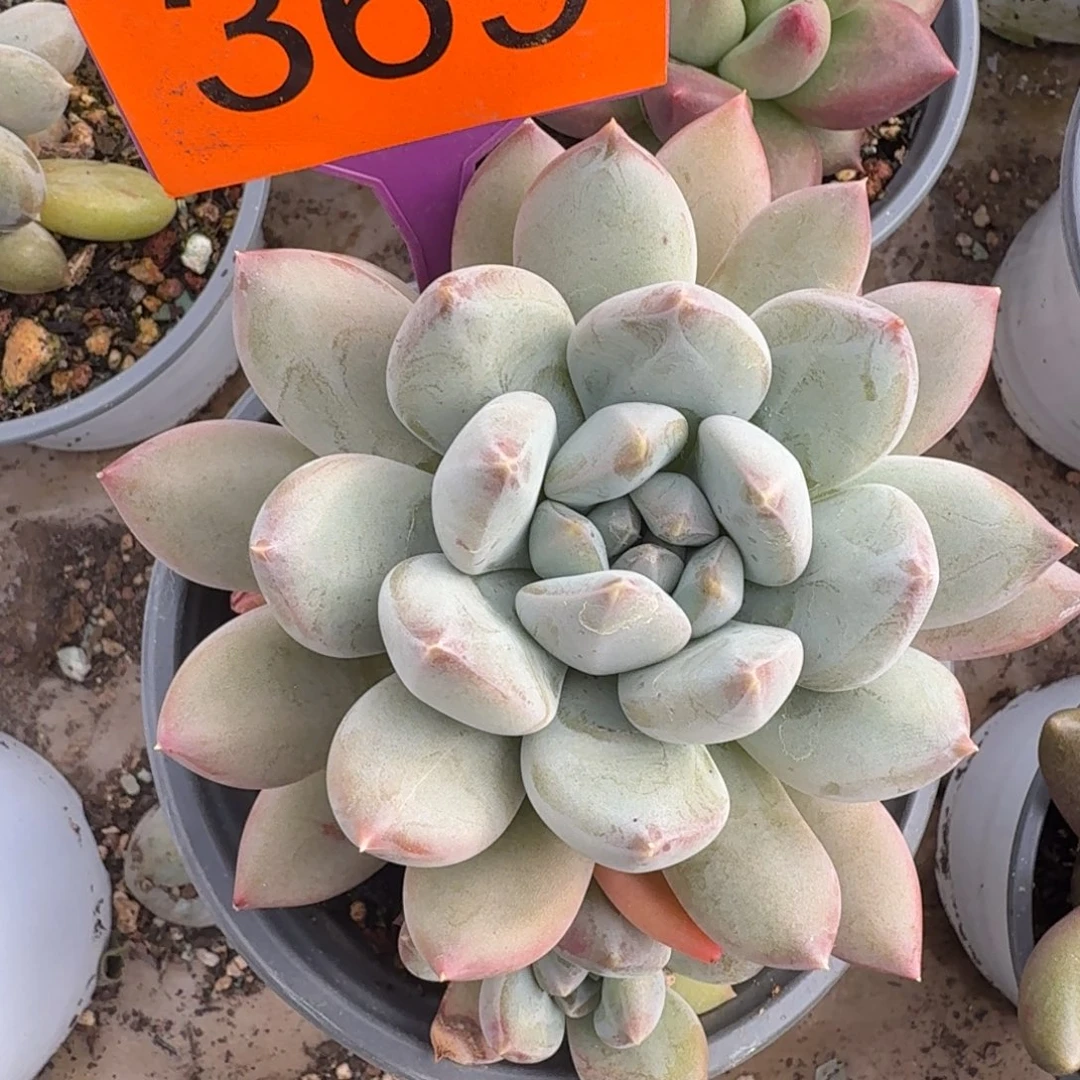 摇光多肉植物369.