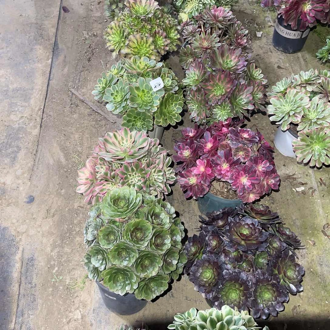 474法师植物组合