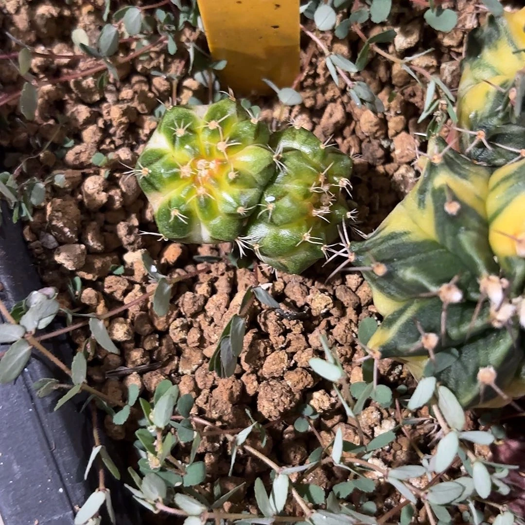 燚***爱6-1118泰国发货多肉