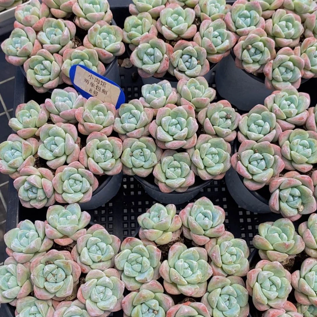 8-精品奶油冰玉单头拼盘八个