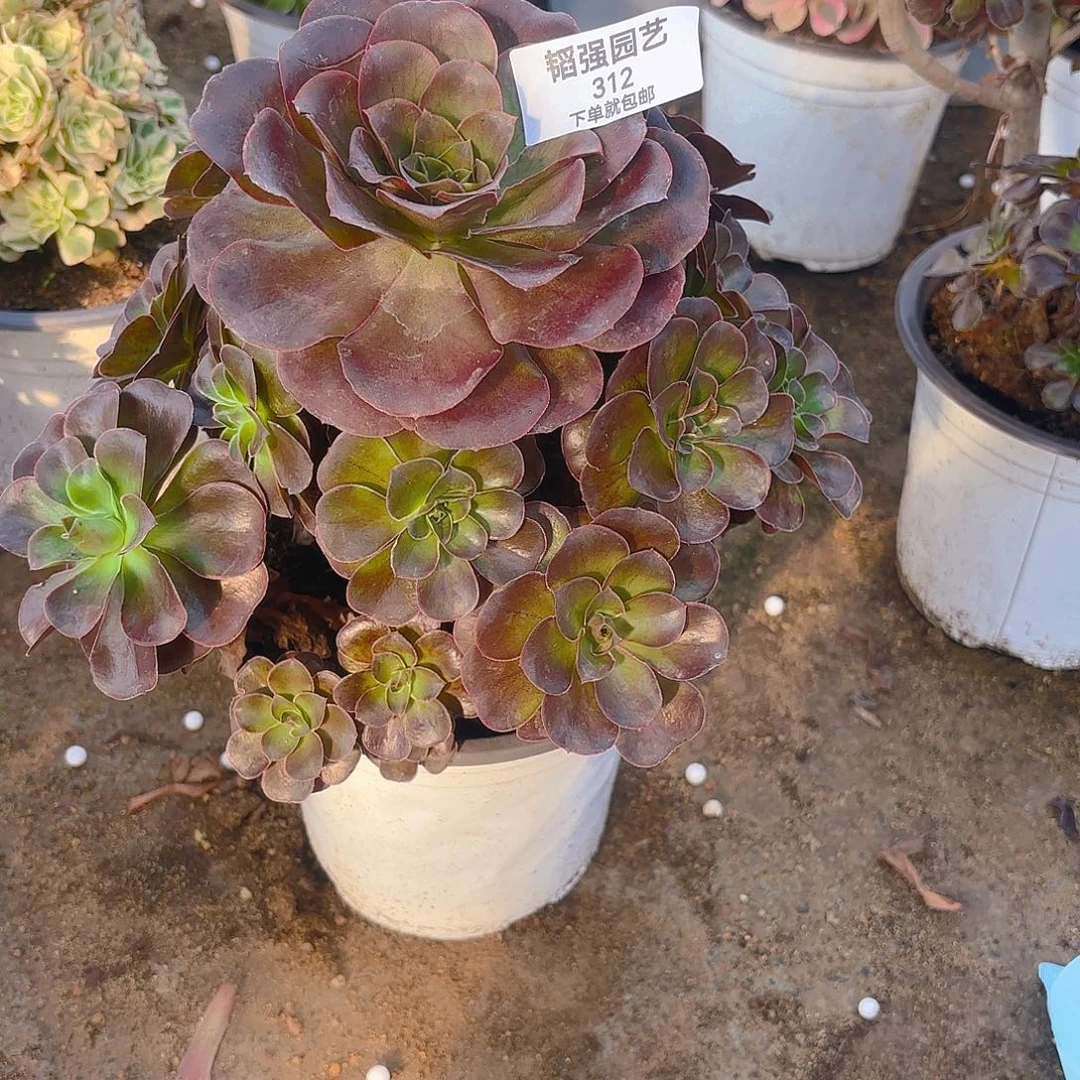 魅金手捧多肉植物312