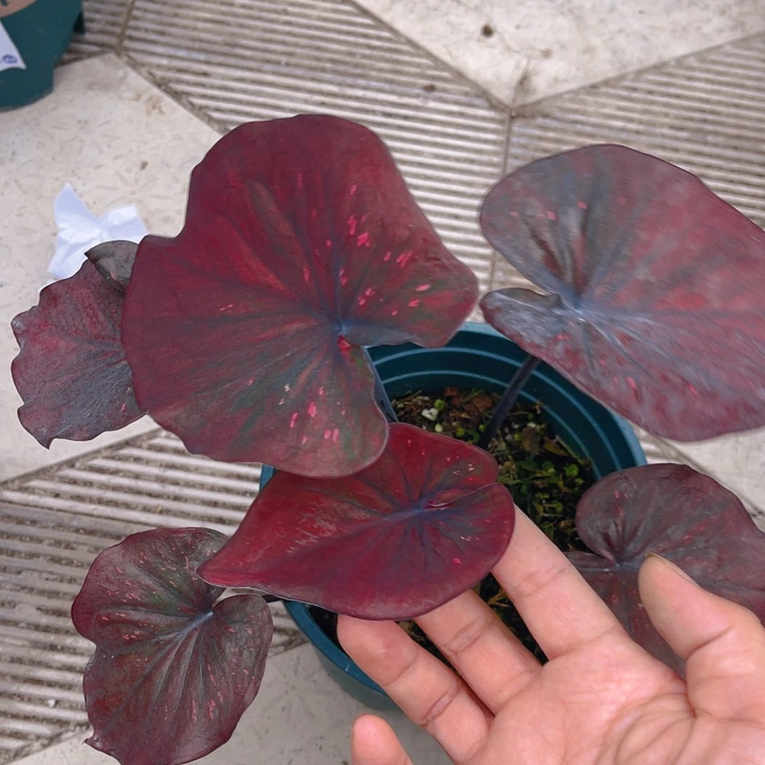 完全开放泰彩一物一拍1281