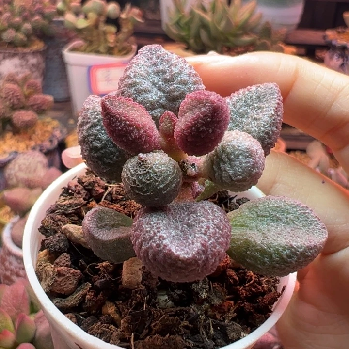 向****          水蜜桃。