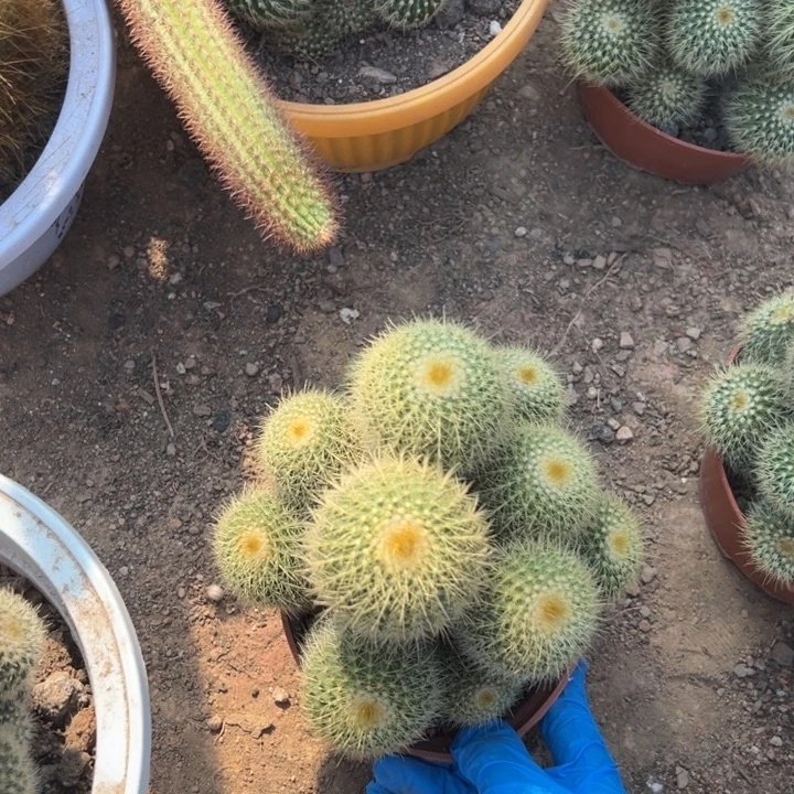 二***四吉祥如意等名家的书法精品