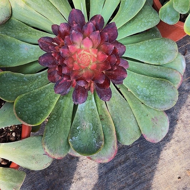 锦鲤多肉植物植物植物植物