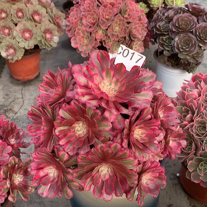 017.红铜白多肉植物