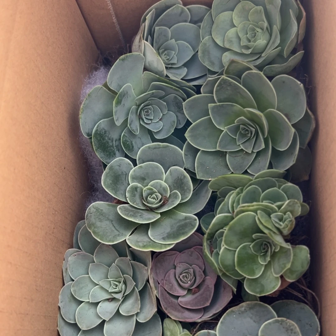 陈陈911山地玫瑰多品种混