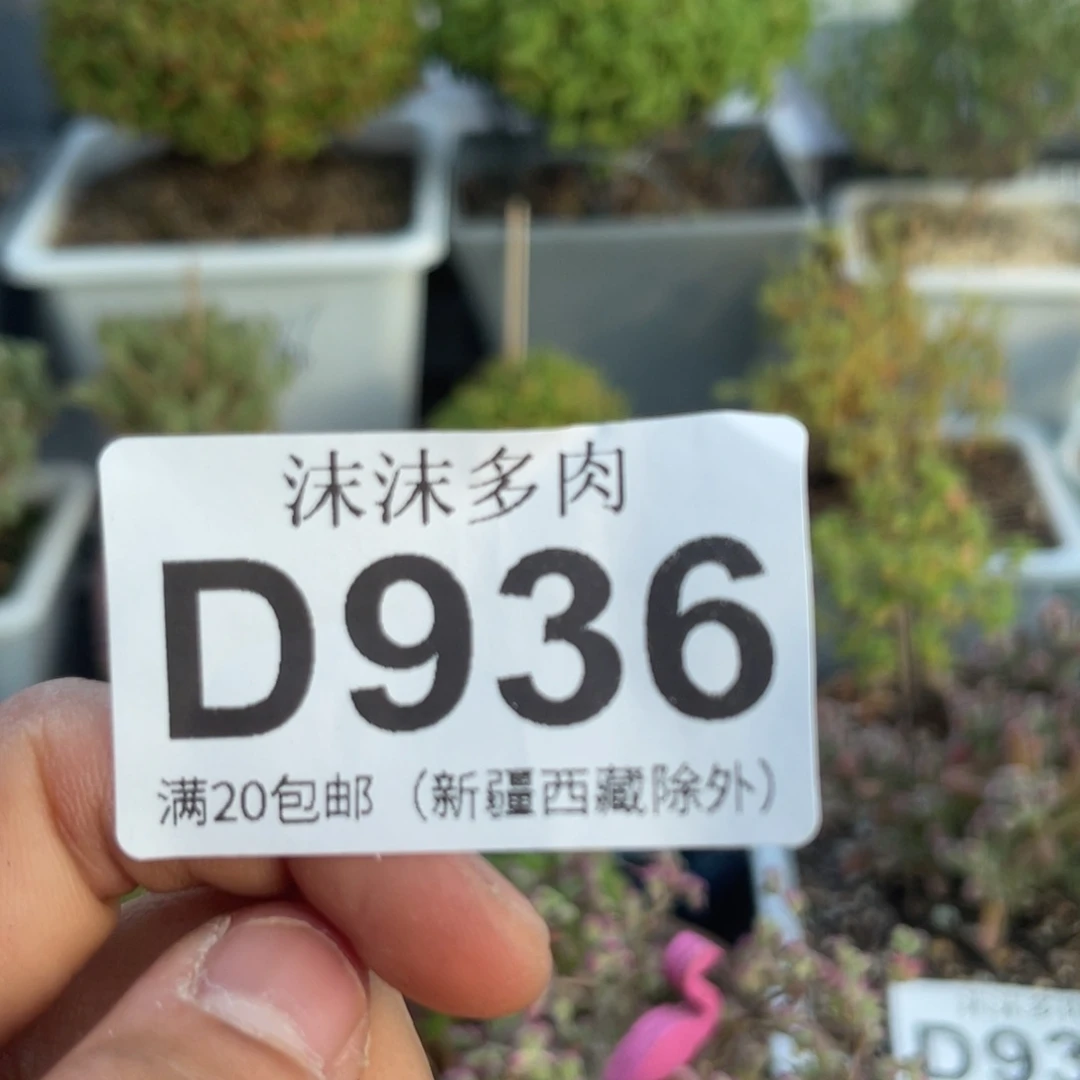 视****.936白虎斑锦蜜虾钳缀化盆组合