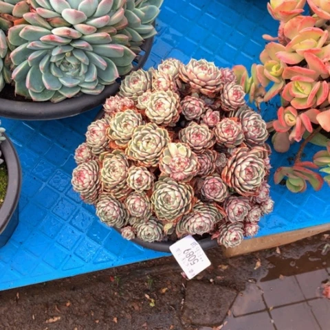 丽*5089笨巴多肉