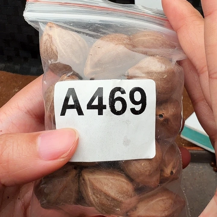 ๑***°手串/手链橄榄核橄榄