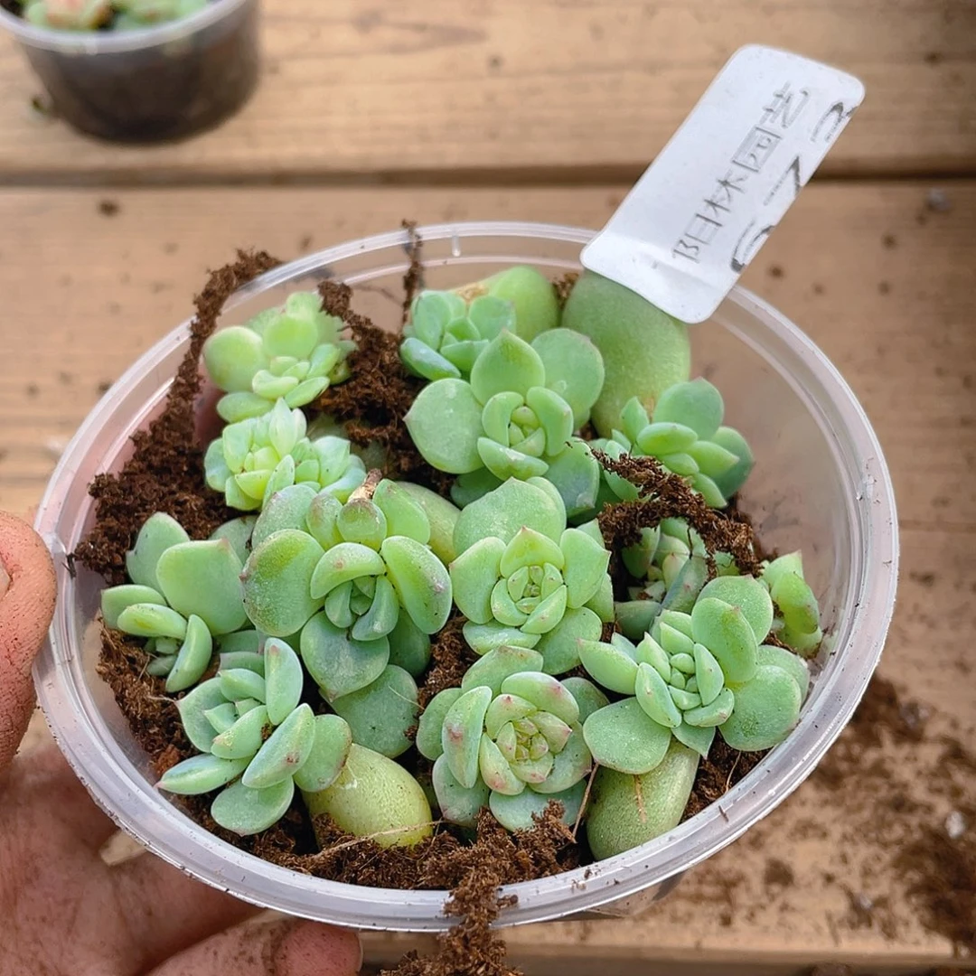 多肉植物多肉植物673
