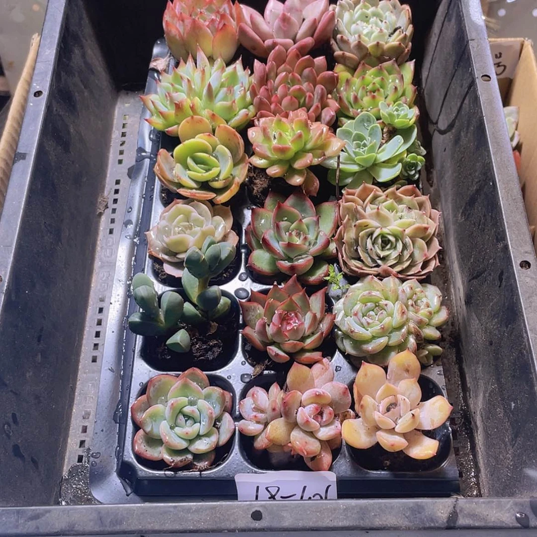 【闪购商品】18颗-106