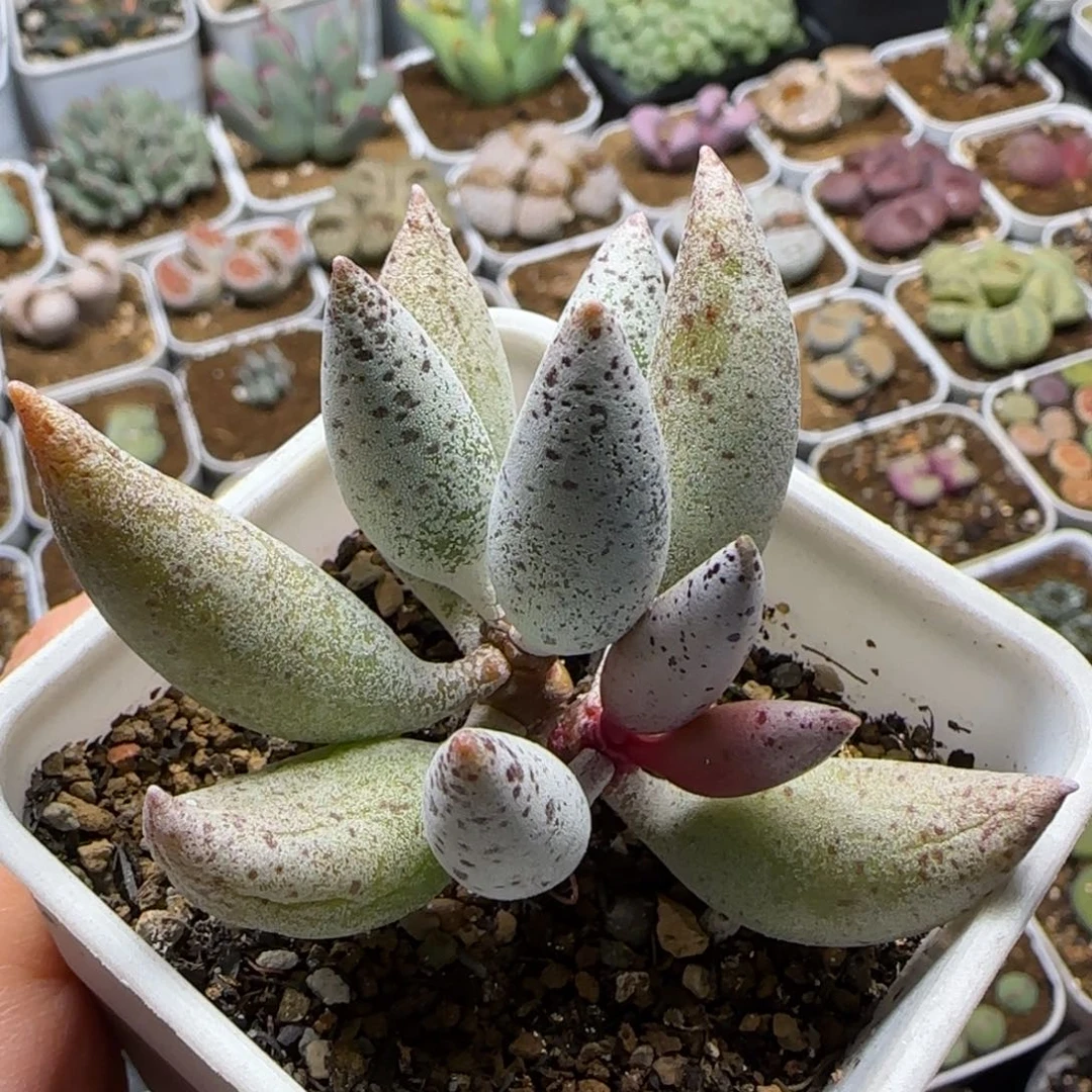 水泡多肉植物百科