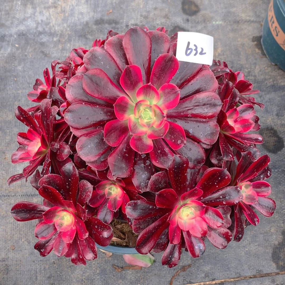 632美杜莎精品法师多肉