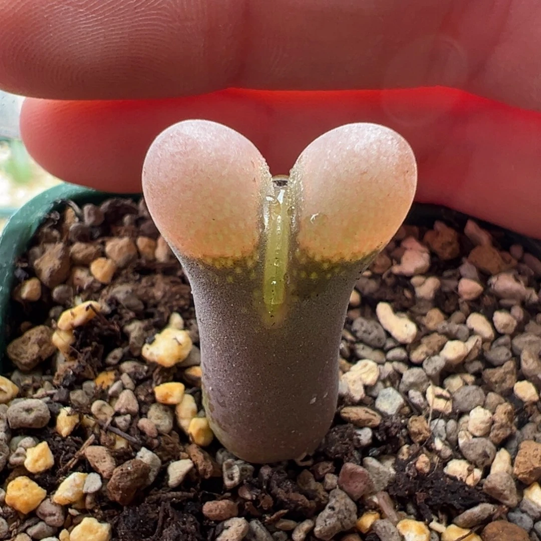 w7.12/2301 优选pv1089鲑鱼粉2.5年长腿福利。多肉植物