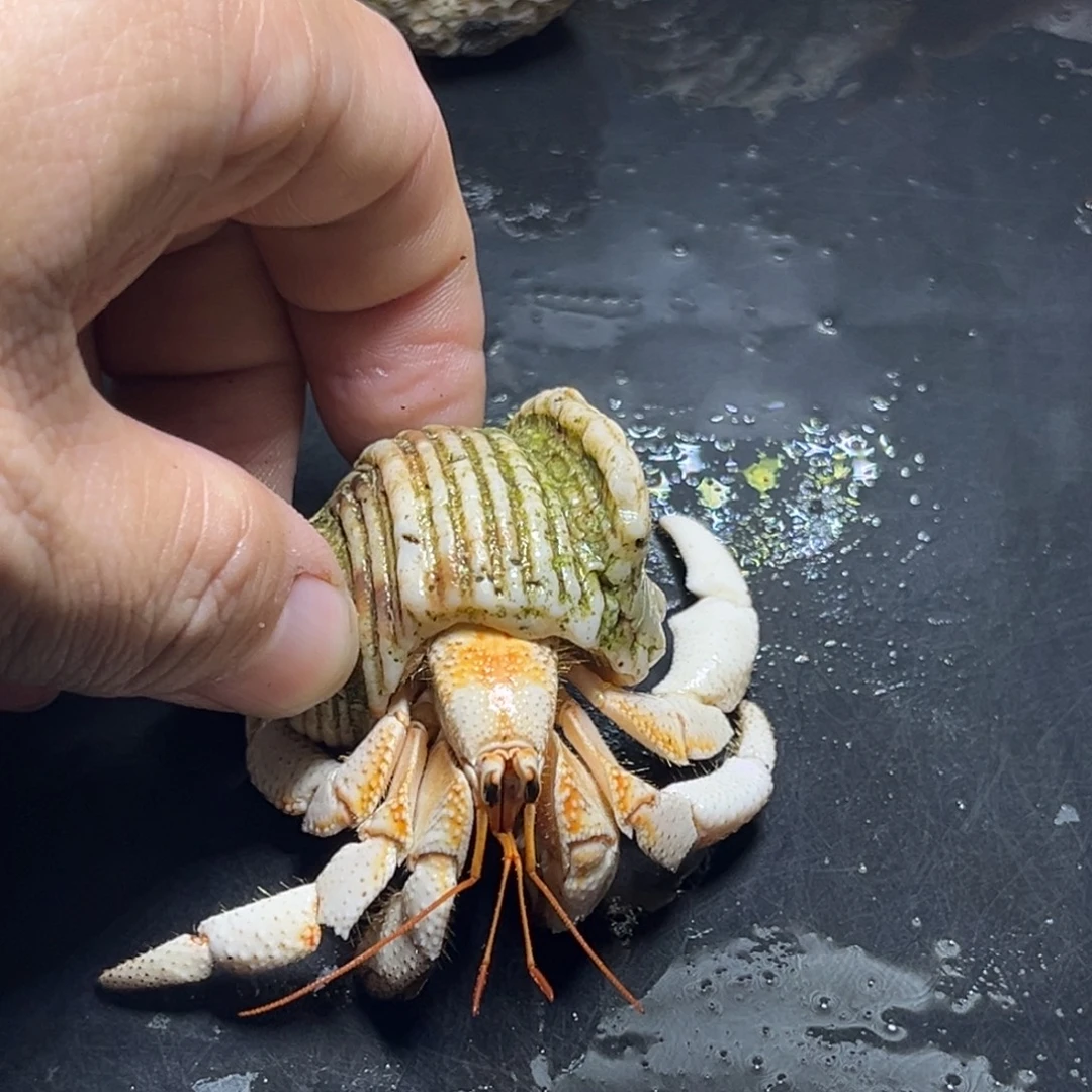 闪21号毛球2.3口径
