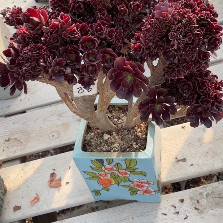 多肉多味儿菜也好吃又好