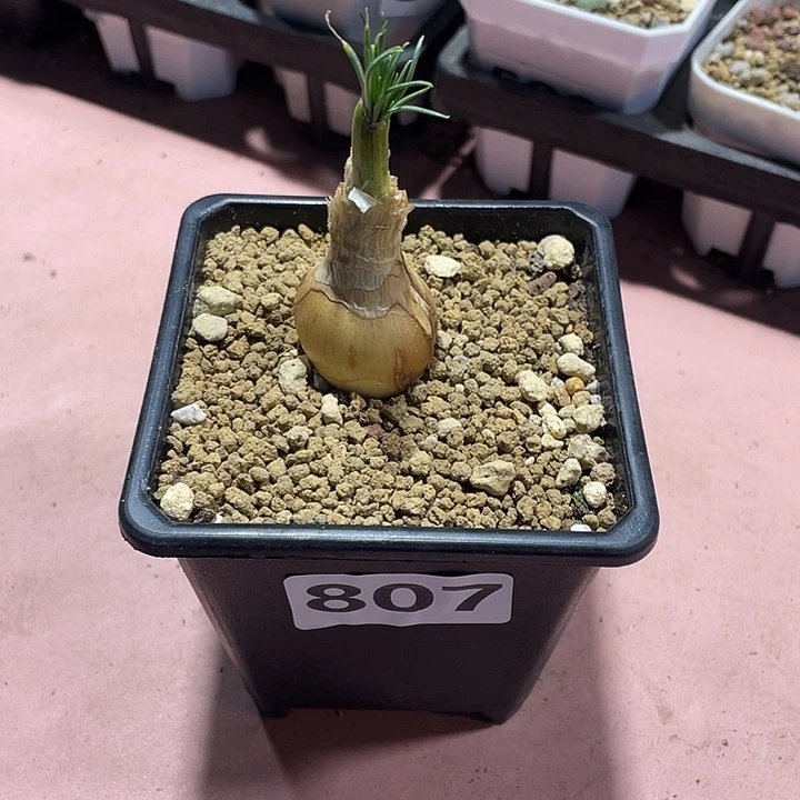 807产地GG弹簧草块根