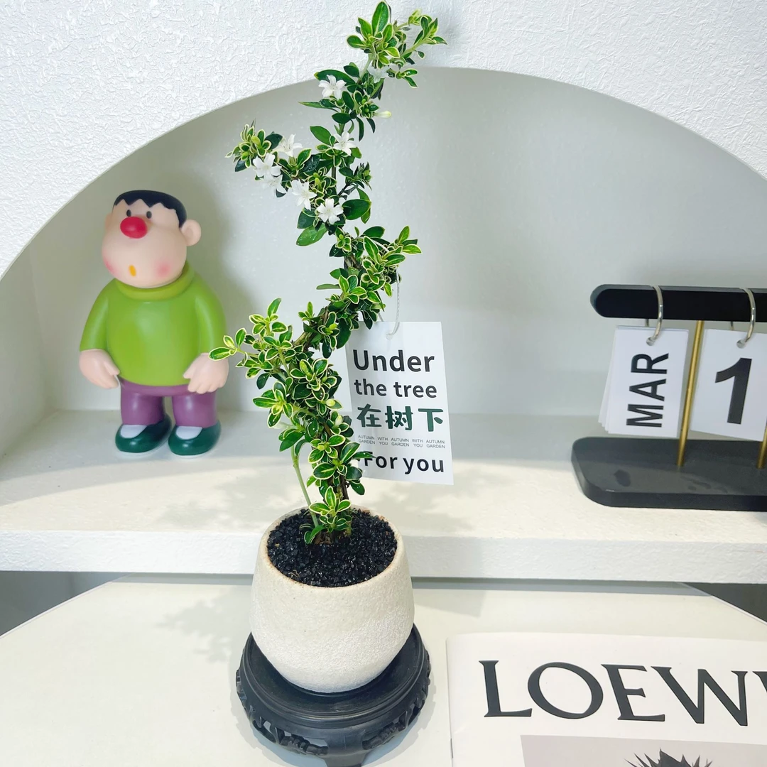 金边悬崖六月雪白花茶桌禅意室内窗台小绿植物办公室茶几桌面盆栽