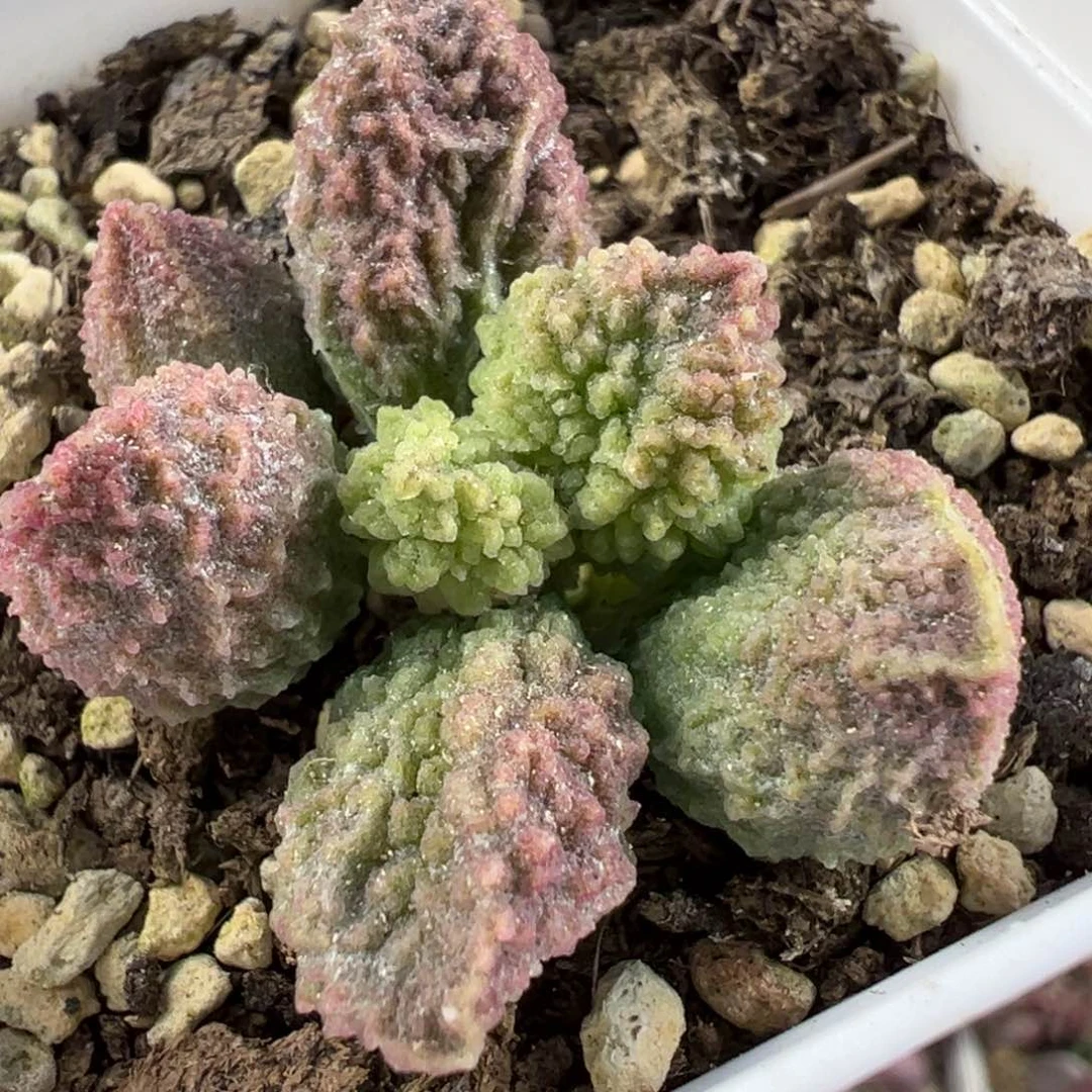 绿youling美系爆炸纹多肉植物水泡