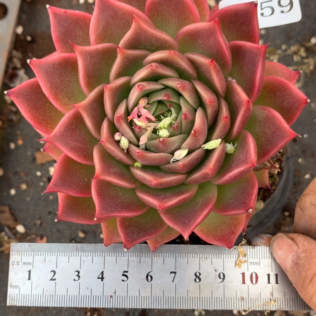 7659杂交多肉老桩