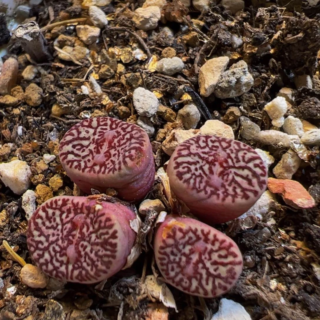 32多肉植物百科知识