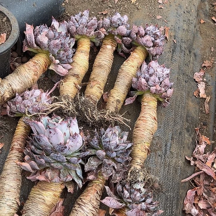 赫拉9.99多肉植物精品