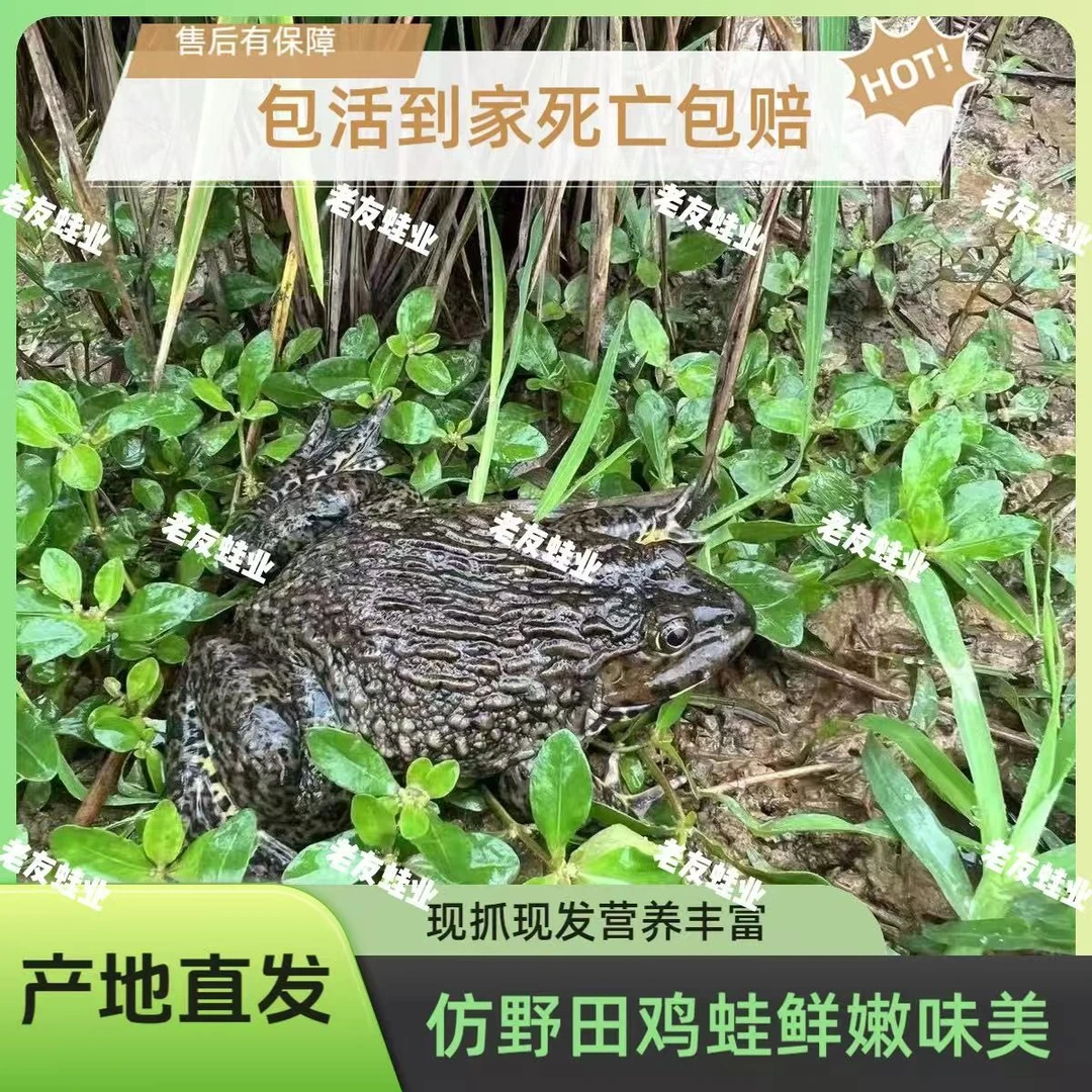 【5斤精品老蛙】顺丰包活田鸡稻田蛙散养新鲜现抓现发美味肉质Q弹