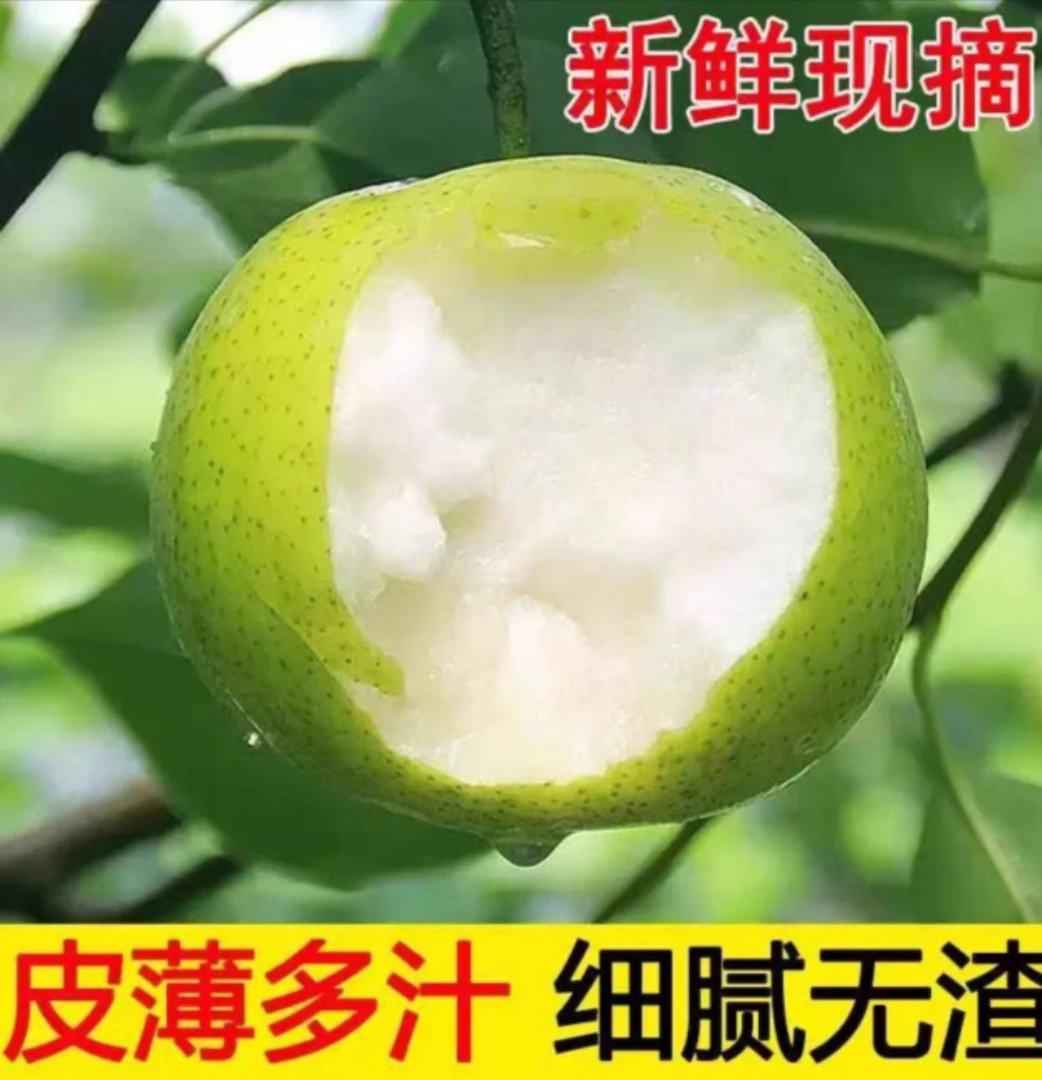 【现摘现发】砀山正宗脆梨新鲜翠冠梨酥脆爆汁砀山青皮蜜梨