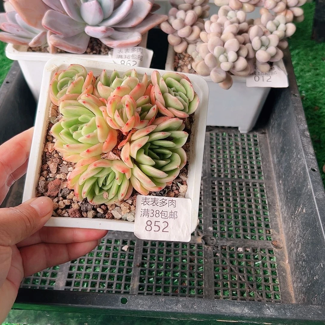 多肉一物一拍植物852