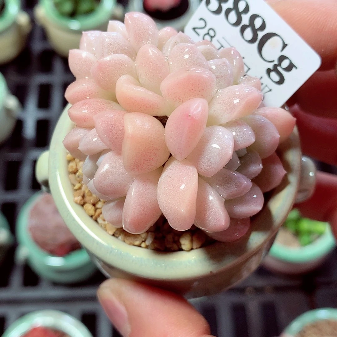 5厘米盆精控多肉388