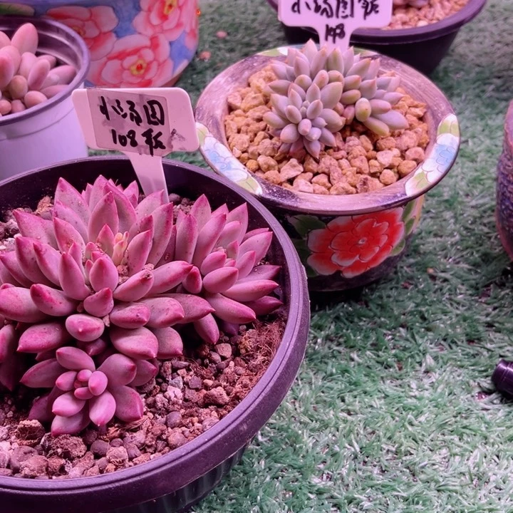 ?****?我是第一百个为妖刀应援的阴阳