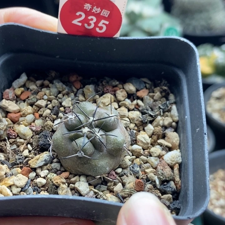 实生黑刺龙爪球2.5cm