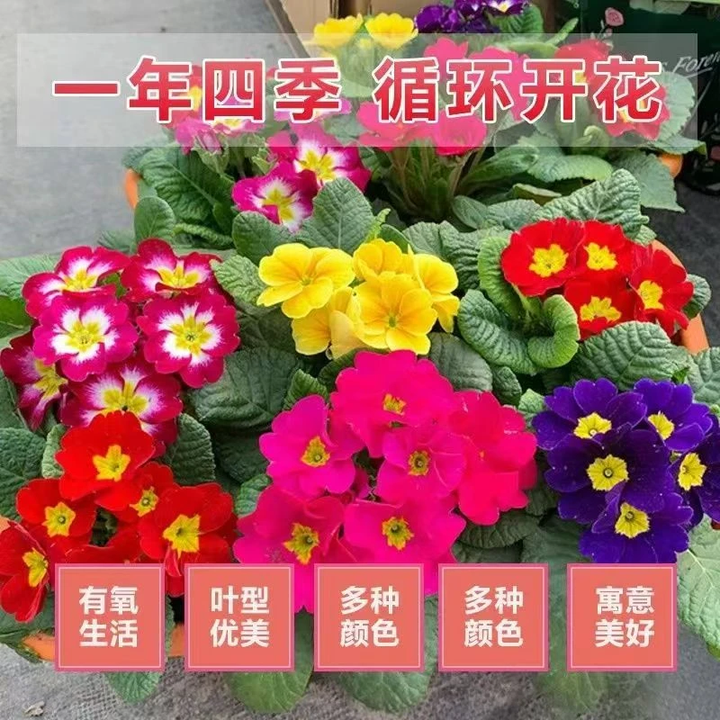 【店铺热销】欧洲报春花多色耐寒开花可室内外种植盆栽植物好养省心