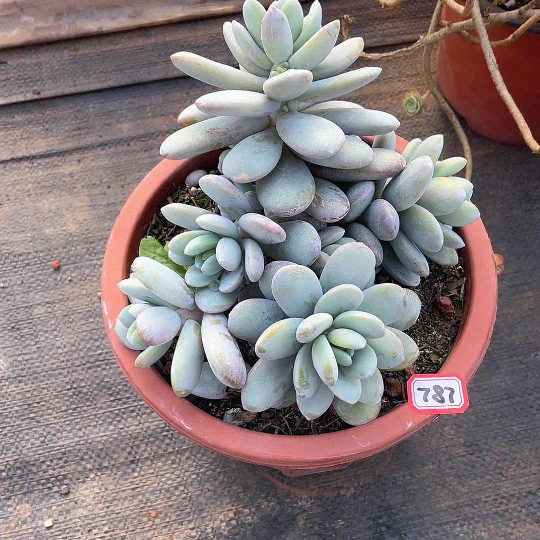 787雪美人 一物一拍多肉